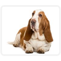 basset hound